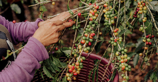 Seasonality in Coffee